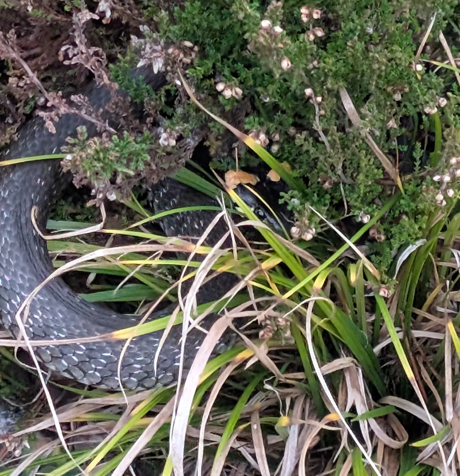 Documentary photograph: Common grass snake