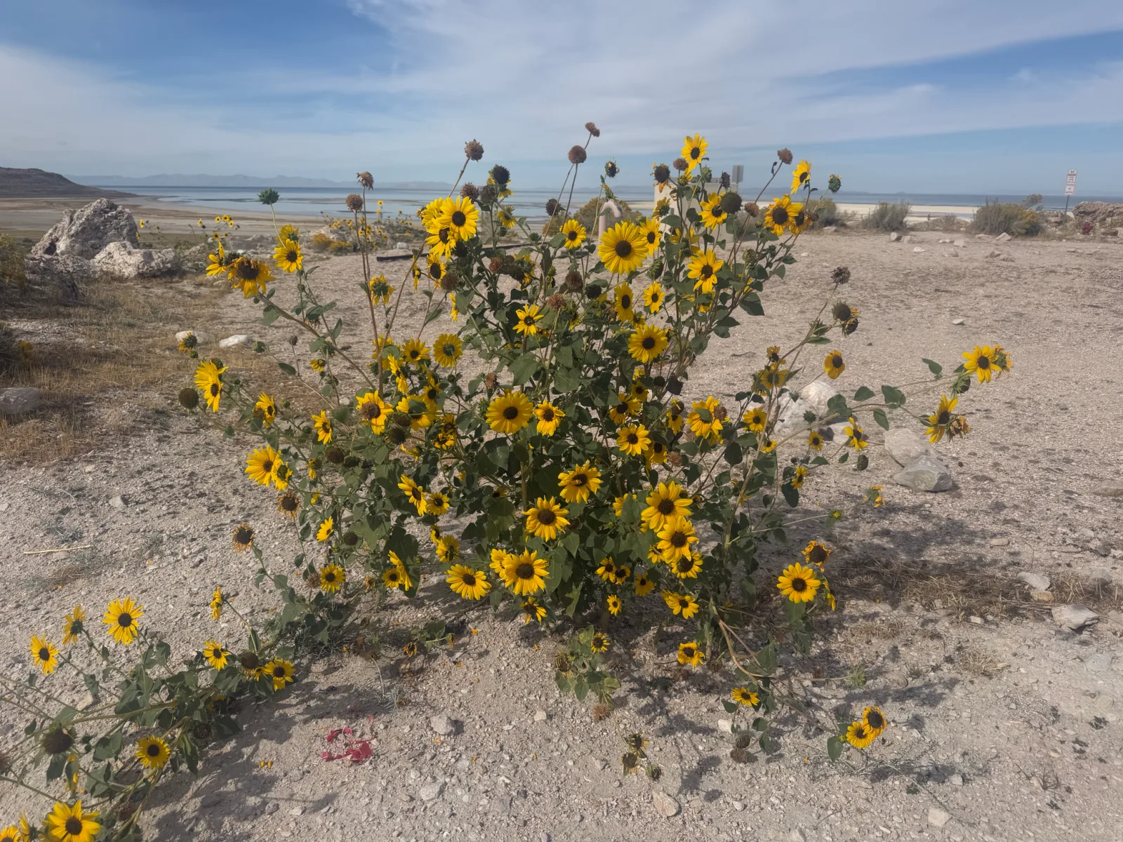 Photographie documentaire: Tournesol