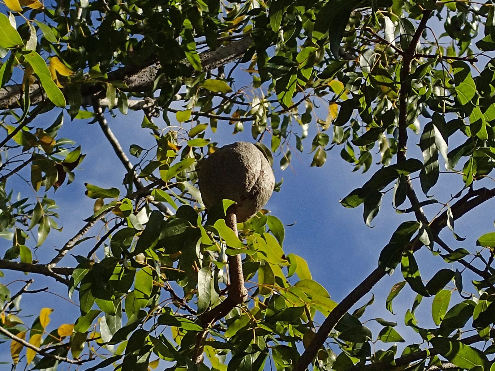 Photographie documentaire: Que noter pendant la fructification d’un arbre