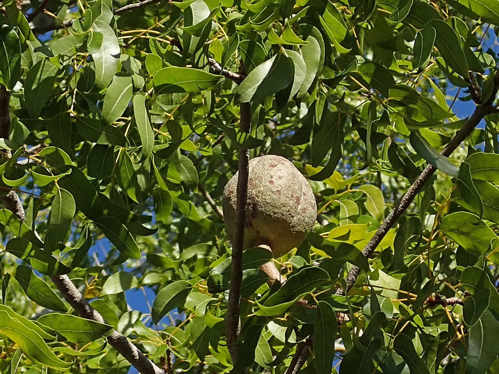 Dokumentarfotografie: Was während der Fruchtbildung eines Baumes zu erfassen ist