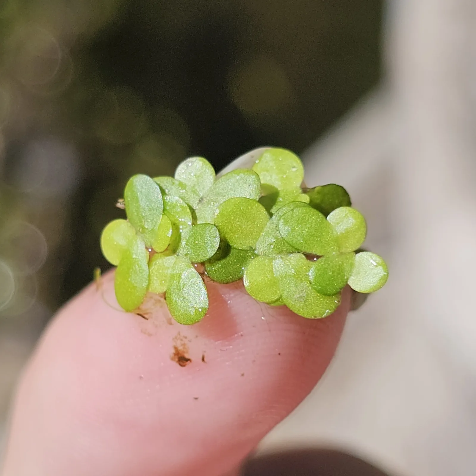 Photographie documentaire: Lemna minor
